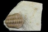 Bargain, Fossil Trilobite (Paciphacops) - Oklahoma #136962-1